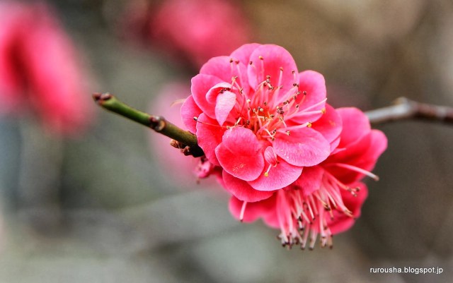 Image copyright Rurousha.