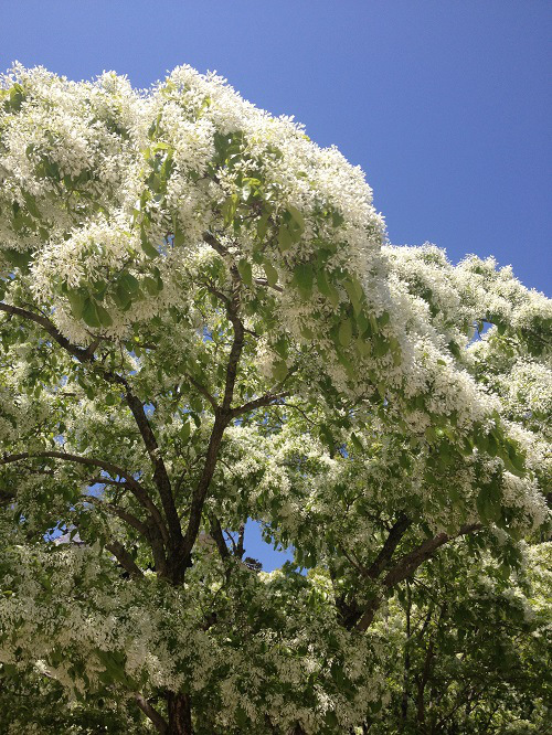 Photo copyright  San'in Monogatari