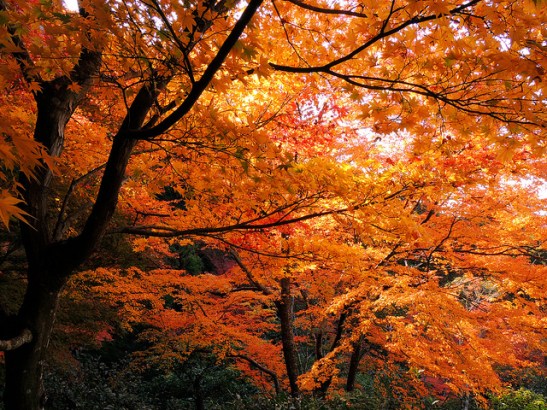 Photo by Terao Kaionin.